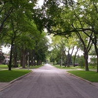 River Forest Tree Walk