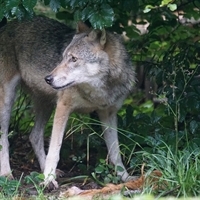 Chicago Tribune Editorial: Coexisting with coyotes