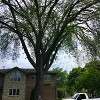 Elm Tree Removal Explained